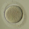 Развитие эмбриона человека